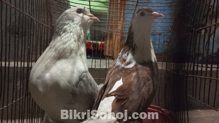 এক জোড়া রানিং সিরাজি